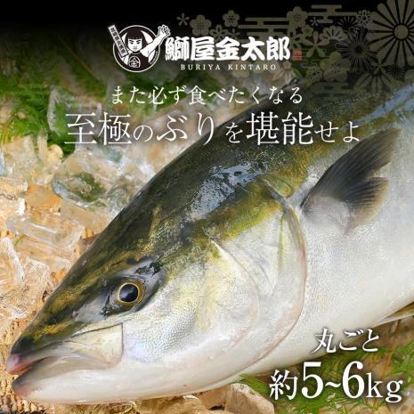 ぶり丸ごと　匠が育てた極上のブリ 鰤 丸ごと１尾（約5kg～6kg） 2024 ギフト プレゼント 送料無料 お返し 贈答品 年配 食品 刺身 豪華 簡単 魚 料理 海鮮