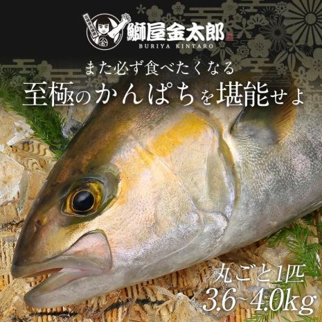 かんぱち丸ごと 匠が育てた極上のカンパチ かんぱち 間八 勘八 丸ごと１尾（約3.6kg～4kg）ギフト プレゼント 送料無料 お返し 贈答品 お取り寄せ グルメ 冷蔵 海鮮
