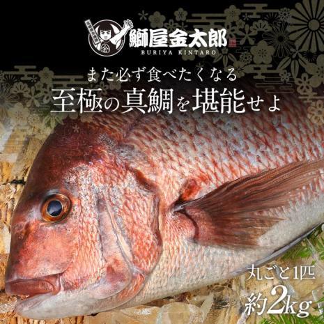 鯛丸ごと　匠が育てた極上の鯛 タイ たい 丸ごと1尾（約2kg、エラと内臓、鱗除去済） 2024 ギフト プレゼント 送料無料 お返し 贈答品 年配 食品 お食い初め お祝い 祝い鯛 宴席