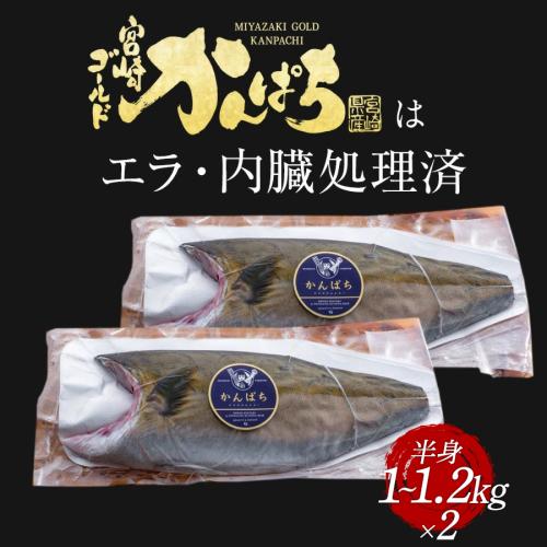 宮崎ゴールドカンパチ フィレ 1kg～1.2kg が２枚 2024 ギフト プレゼント 送料無料 お返し 贈答品 お取り寄せ 極上 かんぱち フィレ 産地直送 お刺身 宮崎 海鮮 冷凍 冷蔵