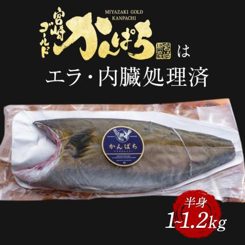 宮崎ゴールドカンパチフィレ1kg～1.2kg半身（1枚）2024 ギフト プレゼント 送料無料 お返し 贈答品 極上 かんぱちフィレ 産地直送 刺し身 宮崎 海鮮 刺身 選べる 冷凍 冷蔵