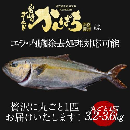 かんぱち丸ごと 匠が育てた極上のカンパチ かんぱち 間八 勘八 丸ごと１尾（約3.2kg～3.6kg）ギフト プレゼント 送料無料 お返し 贈答品 お取り寄せ グルメ 冷蔵 海鮮