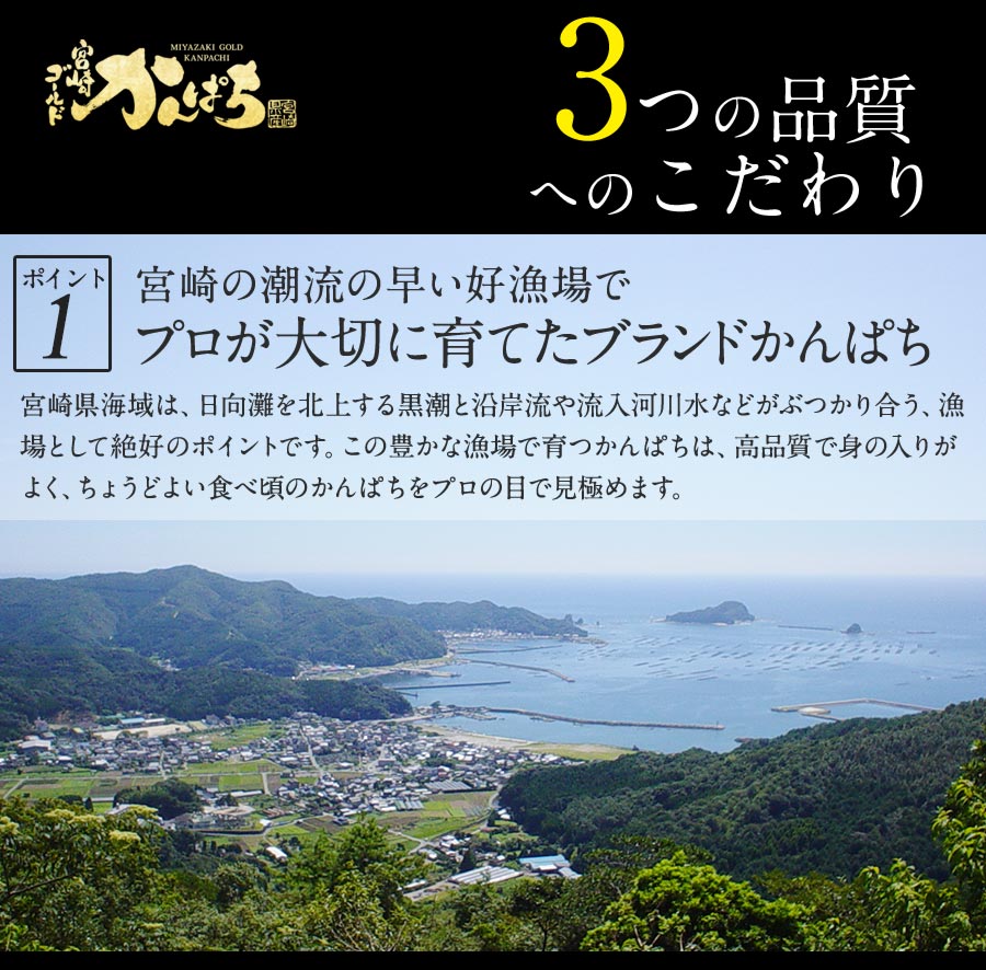 極上 真鯛 ぶり カンパチ 3種 セット 各600g 合計1800g 刺身 2024 ギフト プレゼント 送料無料 宮崎 海鮮 セット 詰め合わせ 3種 盛り合わせ