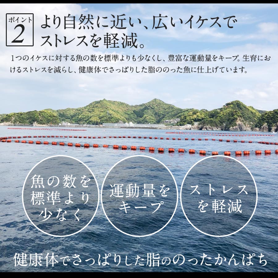 極上 真鯛 ぶり カンパチ 3種 セット 各600g 合計1800g 刺身 2024 ギフト プレゼント 送料無料 宮崎 海鮮 セット 詰め合わせ 3種 盛り合わせ