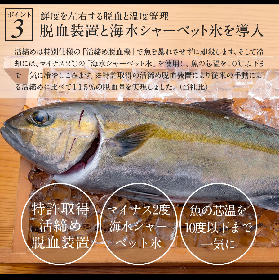 極上 真鯛 ぶり カンパチ 3種 セット 各600g 合計1800g 刺身 2024 ギフト プレゼント 送料無料 宮崎 海鮮 セット 詰め合わせ 3種 盛り合わせ