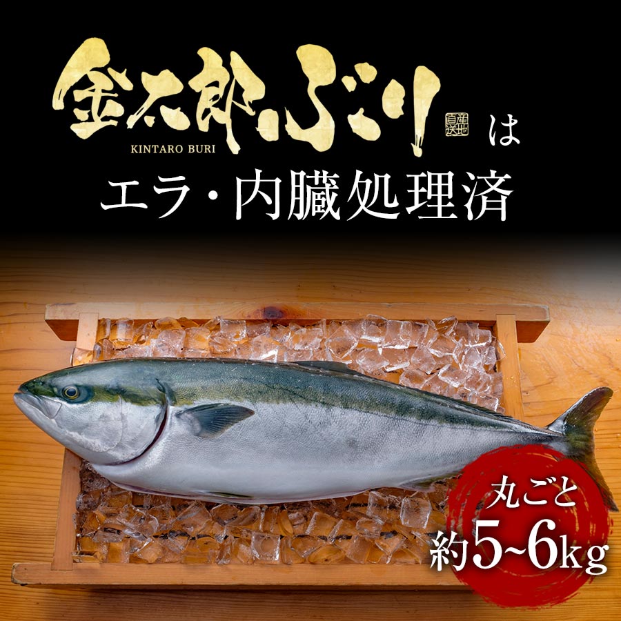 ぶり丸ごと　匠が育てた極上のブリ 鰤 丸ごと１尾（約5kg～6kg エラと内臓除去） 2024 ギフト プレゼント 送料無料 お返し 贈答品 年配 食品 刺身 豪華 簡単 魚 料理 海鮮