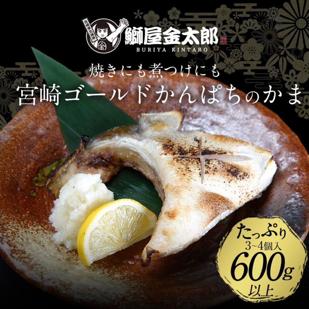 宮崎ゴールドかんぱち 満喫セット ( 切り身 約500ｇ＋ かんぱちカマ 約600g) 2024 ギフト プレゼント 送料無料 お返し 贈答品 お取り寄せ 獲れたて かんぱち 産地直送 お刺身