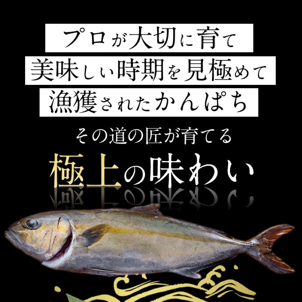 宮崎ゴールドカンパチフィレ1.1kg～1.3kg半身（1枚）2024 ギフト プレゼント 送料無料 お返し 贈答品 極上 かんぱちフィレ 産地直送 刺し身 宮崎 海鮮 刺身 選べる 冷凍 冷蔵