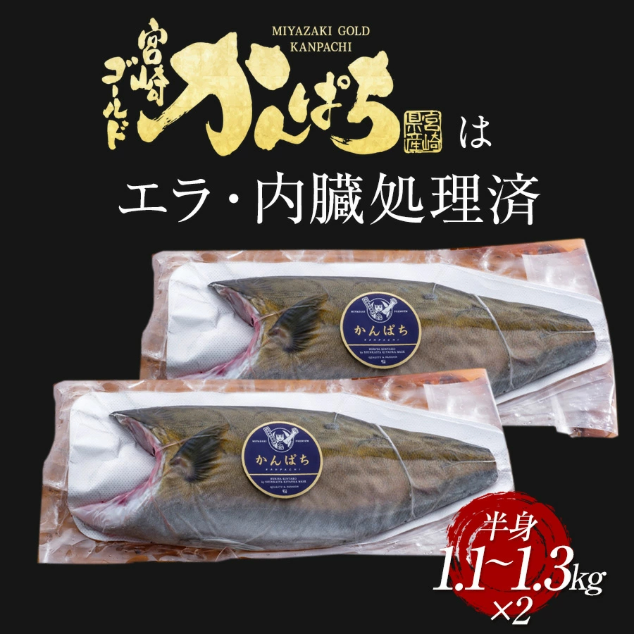 宮崎ゴールドカンパチ フィレ 1.1kg～1.3kg が２枚 2024 ギフト プレゼント 送料無料 お返し 贈答品 お取り寄せ 極上 かんぱち フィレ 産地直送 お刺身 宮崎 海鮮 冷凍 冷蔵