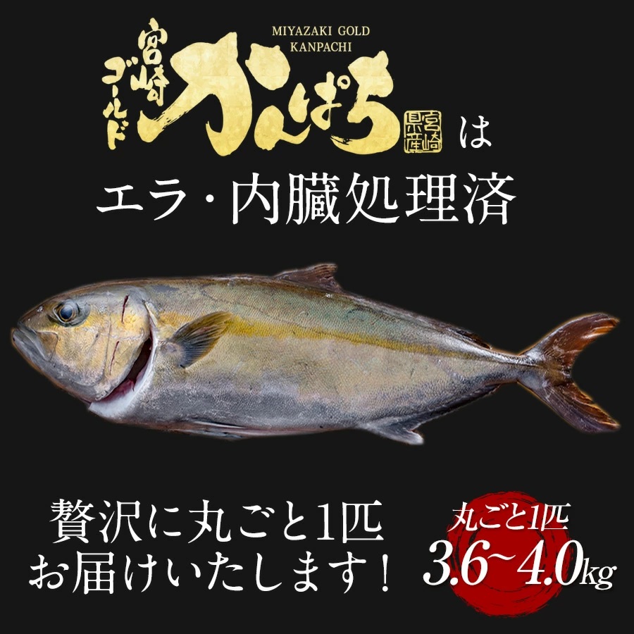 かんぱち丸ごと 匠が育てた極上のカンパチ かんぱち 間八 勘八 丸ごと１尾（約3.6kg～4kgエラと内臓除去）ギフト プレゼント 送料無料 お返し 贈答品 お取り寄せ グルメ 冷蔵 海鮮