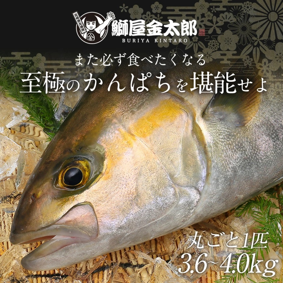 かんぱち丸ごと 匠が育てた極上のカンパチ かんぱち 間八 勘八 丸ごと１尾（約3.6kg～4kgエラと内臓除去）ギフト プレゼント 送料無料 お返し 贈答品 お取り寄せ グルメ 冷蔵 海鮮