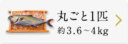 宮崎ゴールドかんぱちまるごと